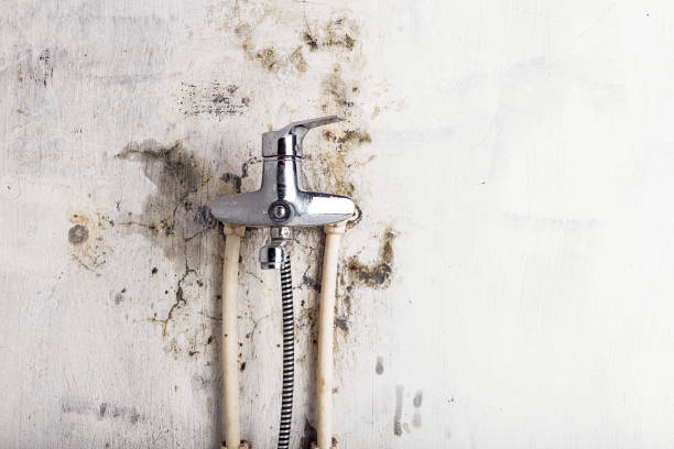 Best Black Mold Removal  in Lliams Bay, WI