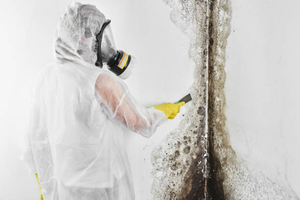 Best Emergency Mold Removal  in Lliams Bay, WI