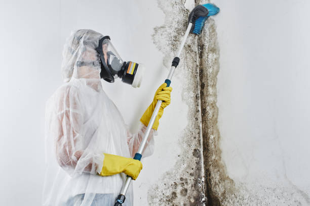 Best Attic Mold Removal  in Lliams Bay, WI