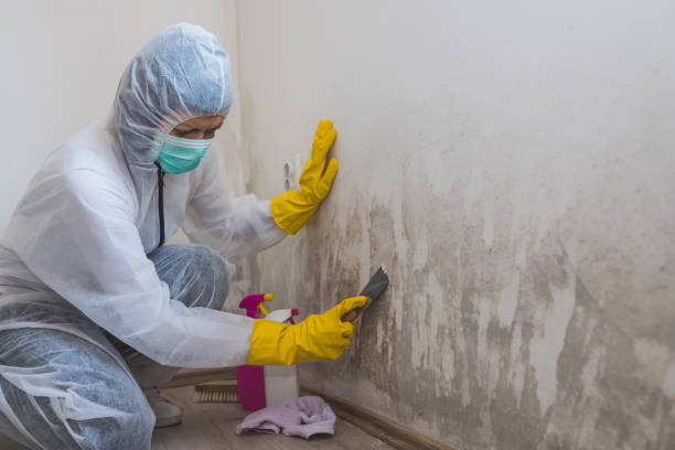 Best Fast Mold Removal  in Lliams Bay, WI