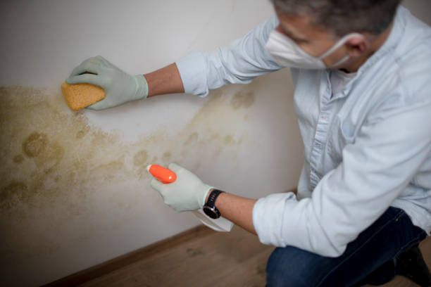 Best Black Mold Removal  in Lliams Bay, WI