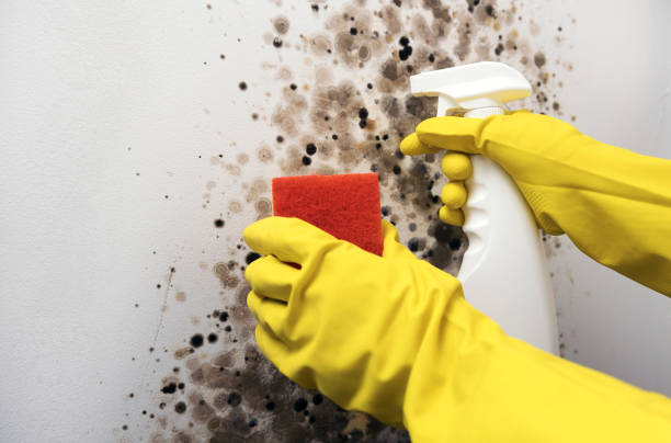 Best Mold Removal Company Near Me  in Lliams Bay, WI