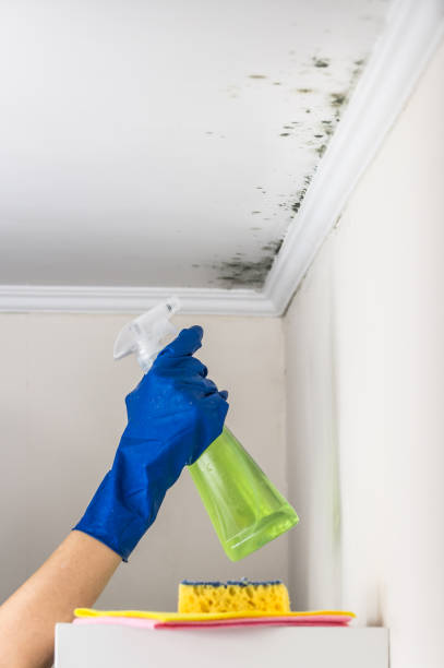 Best Mold Remediation Experts  in Lliams Bay, WI